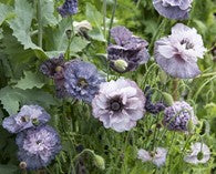 Papaver rhoeas Amazing Grey