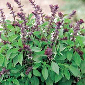 Product showcase image from staged upload