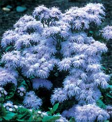 ageratum_blue_mink