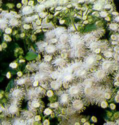 Ageratum houstonianum l. wit