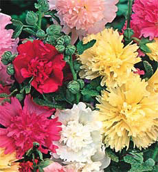 Alcea rosea d Majorette gemengd