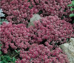 Alyssum maritima Oriental Nights