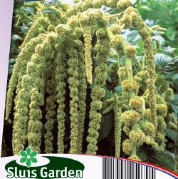 Amaranthus caudatus Green Cascade