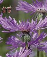 Amberboa muricata Desert Star