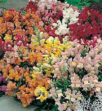 Antirrhinum majus Tom Thumb