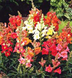 Product showcase image from staged upload