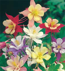 Aquilegia cultivars McKana Giant Mix