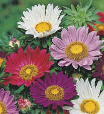 Calistephus chinensis Surpresso