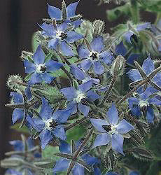 Borago officinalis
