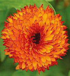 Calendula officinalis Neon