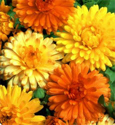 Calendula officinalis Art Shades