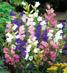Campanula medium Cottage