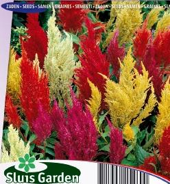 Celosia argentea plumosa Plumes Mix