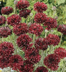 Centaurea cyanus Black Ball donker karmijnrood