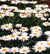 Chrysanthemum maximum Alaska