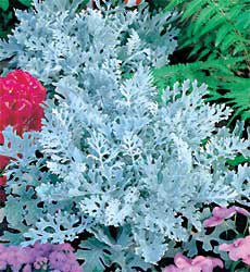 Cineraria maritima Silver Dust