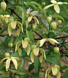 Clematis chiisanensis Korean Beauty