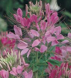 Cleome (spinosa) hassleriana Cherry Queen