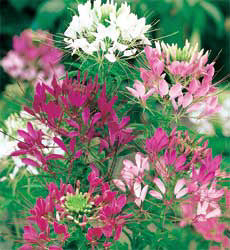 Cleome (spinosa) hassleriana Colour Fountain mix