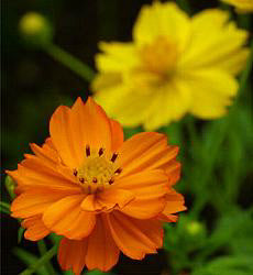 Cosmos sulphureus Ladybird gemengd