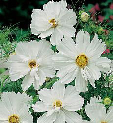 Cosmos bipinnatus Pshyche White