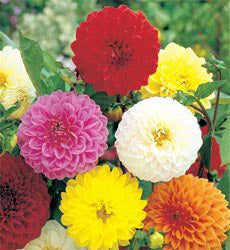 Dahlia x hortensis Showpiece Mix