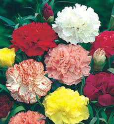 Dianthus caryophyllus Chabaud Giant mix