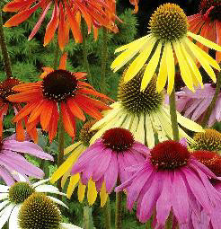 Echinacea purpurea Dreamcoat mix