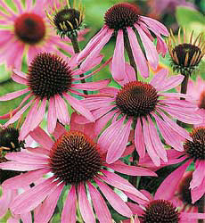 echinacea_bravado