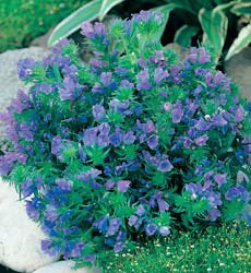echium_blue_bedder