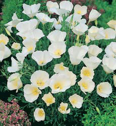 Eschscholzia californica Ivory Castle