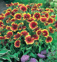 Gaillardia aristata Goblin