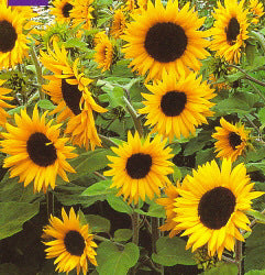 Helianthus annuus Little Dorrit F1