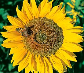 Helianthus annuus Titan
