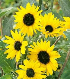 Helianthus argophyllus Alchemy
