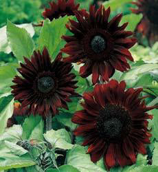 Helianthus annuus Black Magic F1