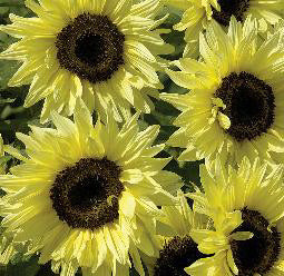 Helianthus annuus Garden Statement