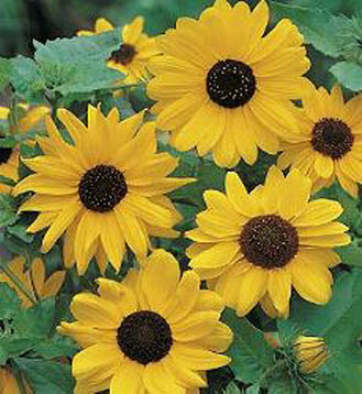 Helianthus cucumerifolius Stella