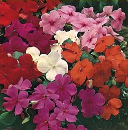 Impatiens walleriana Special Mix