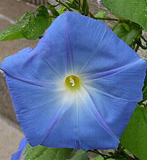 Ipomoea tricolor Heavenly Blue