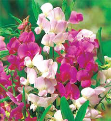 Lathyrus latifolius Everlasting Mix