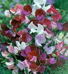 Lathyrus odoratus, Old Spice