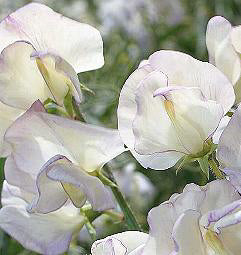 Lathyrus odoratus Hi scent