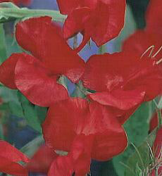 Lathyrus odoratus. Firebrand