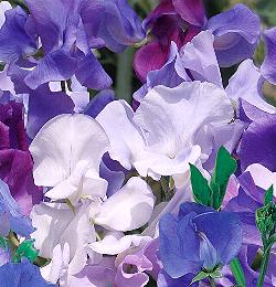 Lathyrus odoratus, The Best of the Blues