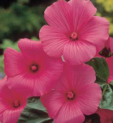 Lavatera trimestris Ruby Regis