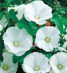 Lavatera trimestris Mont Blanc