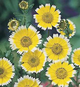 Layia elegans platyglossa