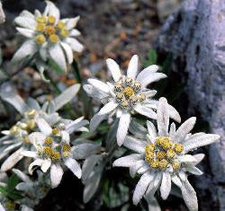 Leontopodium alpinum