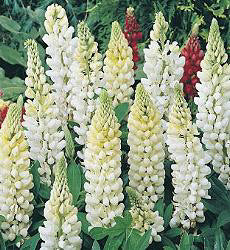 Lupinus polyphyllus Noble Maiden